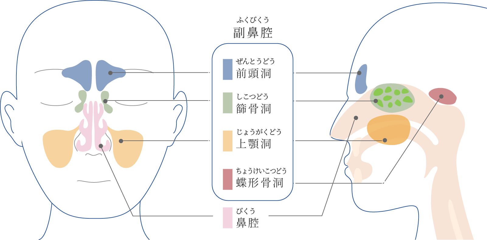 鼻の構造