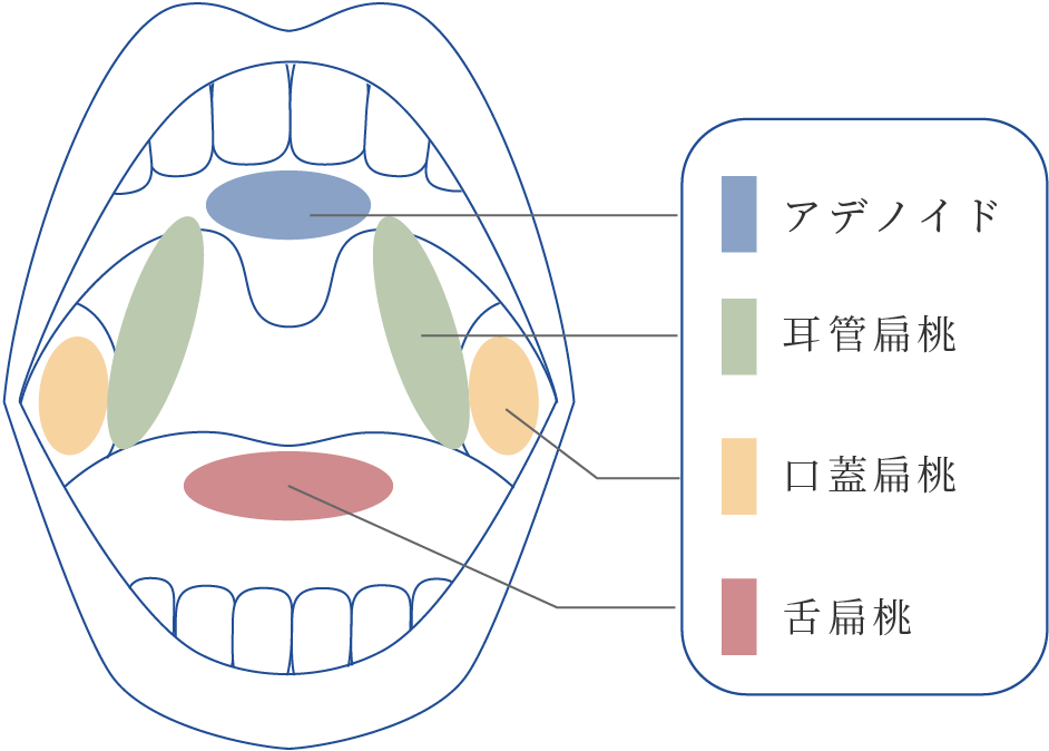 口腔内