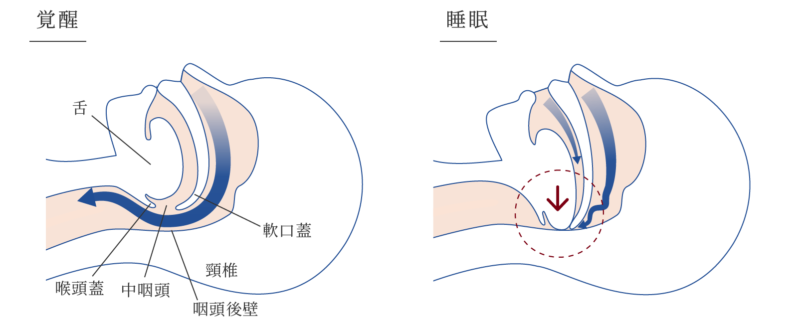 体内時計の役割の図