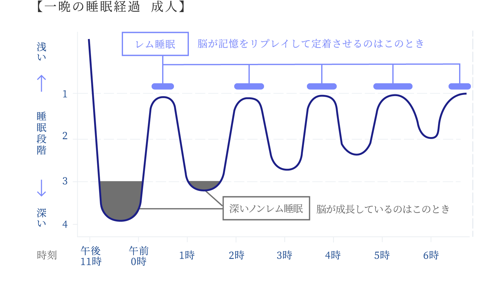 一晩の睡眠経過  成人