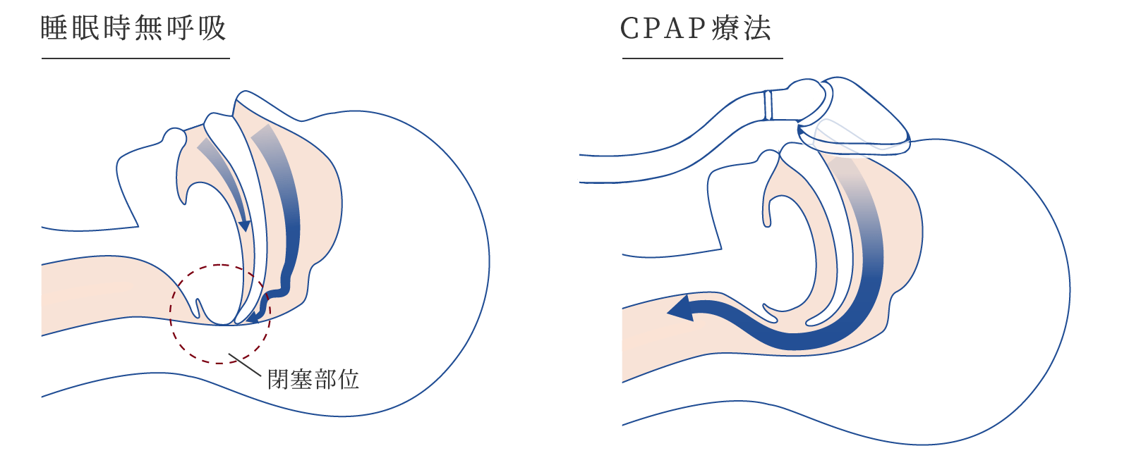 体内時計の役割の図